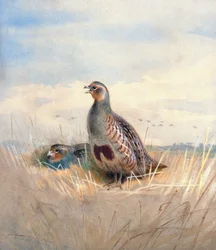 Due pernici inglesi, 1903